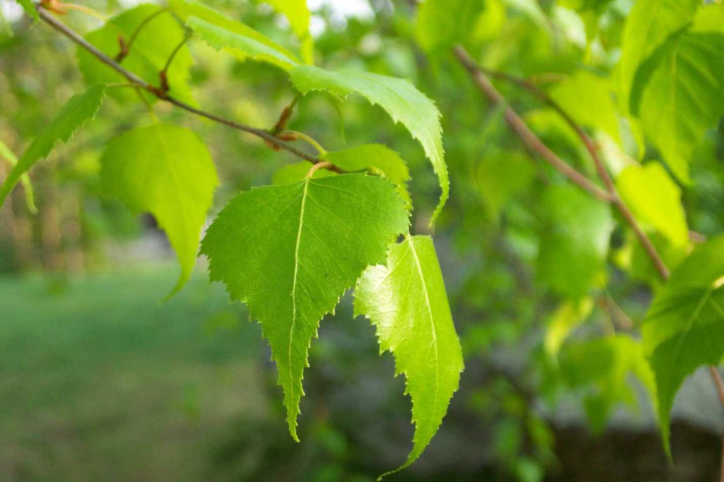 Березовые листья - лечебные свойства, применение и противопоказания