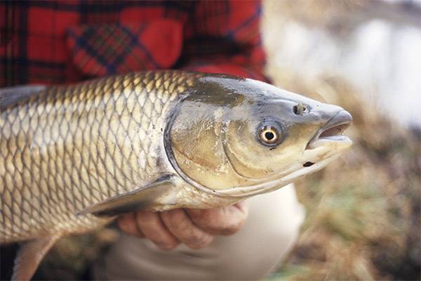 Белый амур: описание рыбы и способы ловли