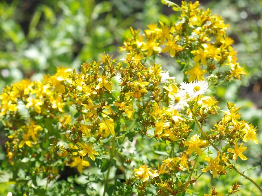 Зверобой: целительные силы природы в жёлтом цветке