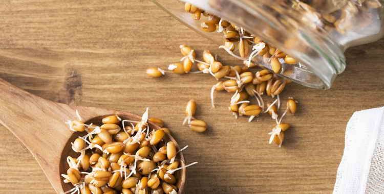 Пророщенные зерна пшеницы: польза и вред