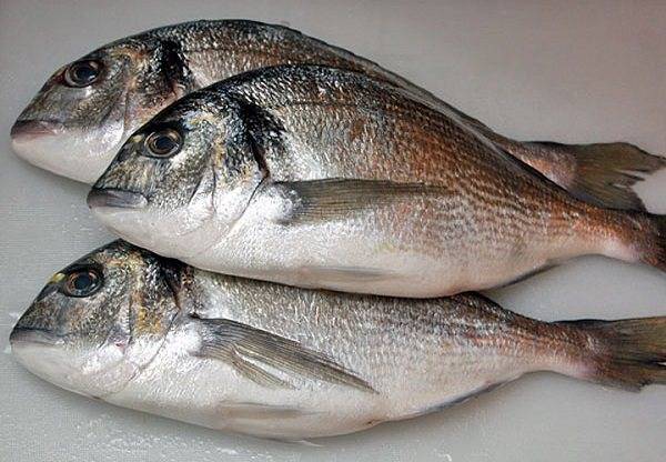 Полезные свойства и правила приготовления рыбы дорадо