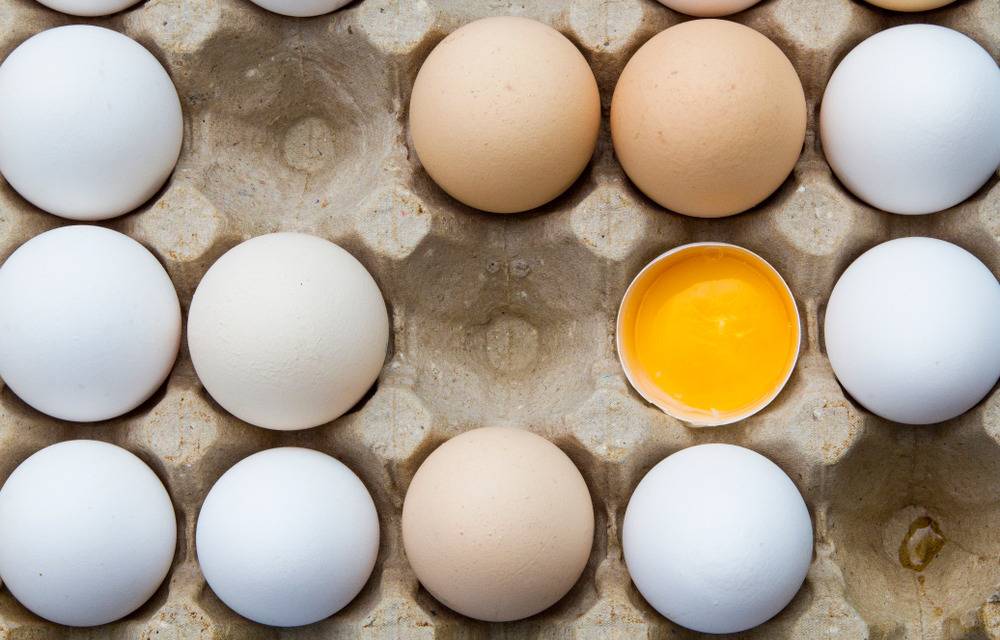 Почему куры несут яйца разного цвета?