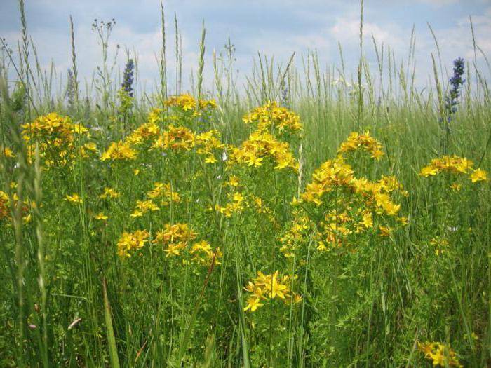 Лечебные свойства травы зверобой: средство от 99 болезней