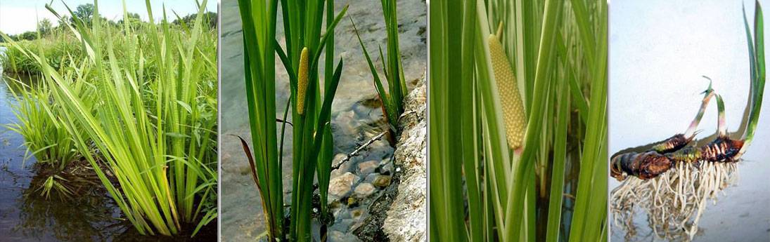 Аир болотный – лечебные свойства и противопоказания. народные рецепты из корня
