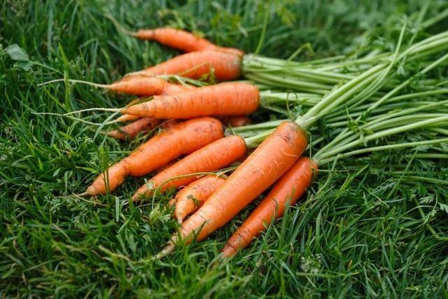 Лечение морковной ботвой: польза и рецепты народной медицины