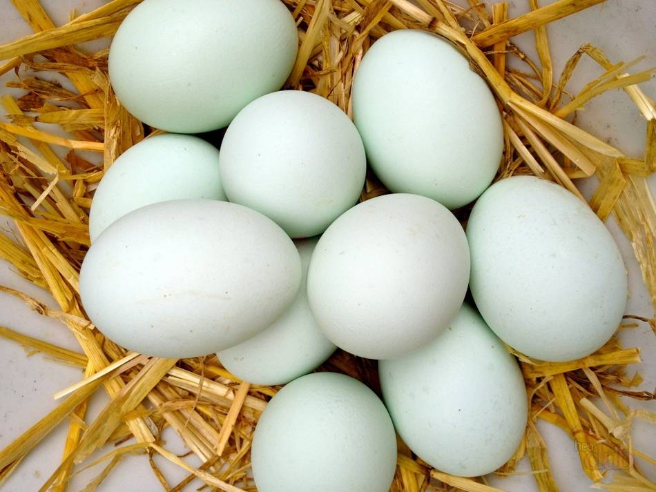 Можно ли есть гусиные яйца: польза и вред для нашего организма