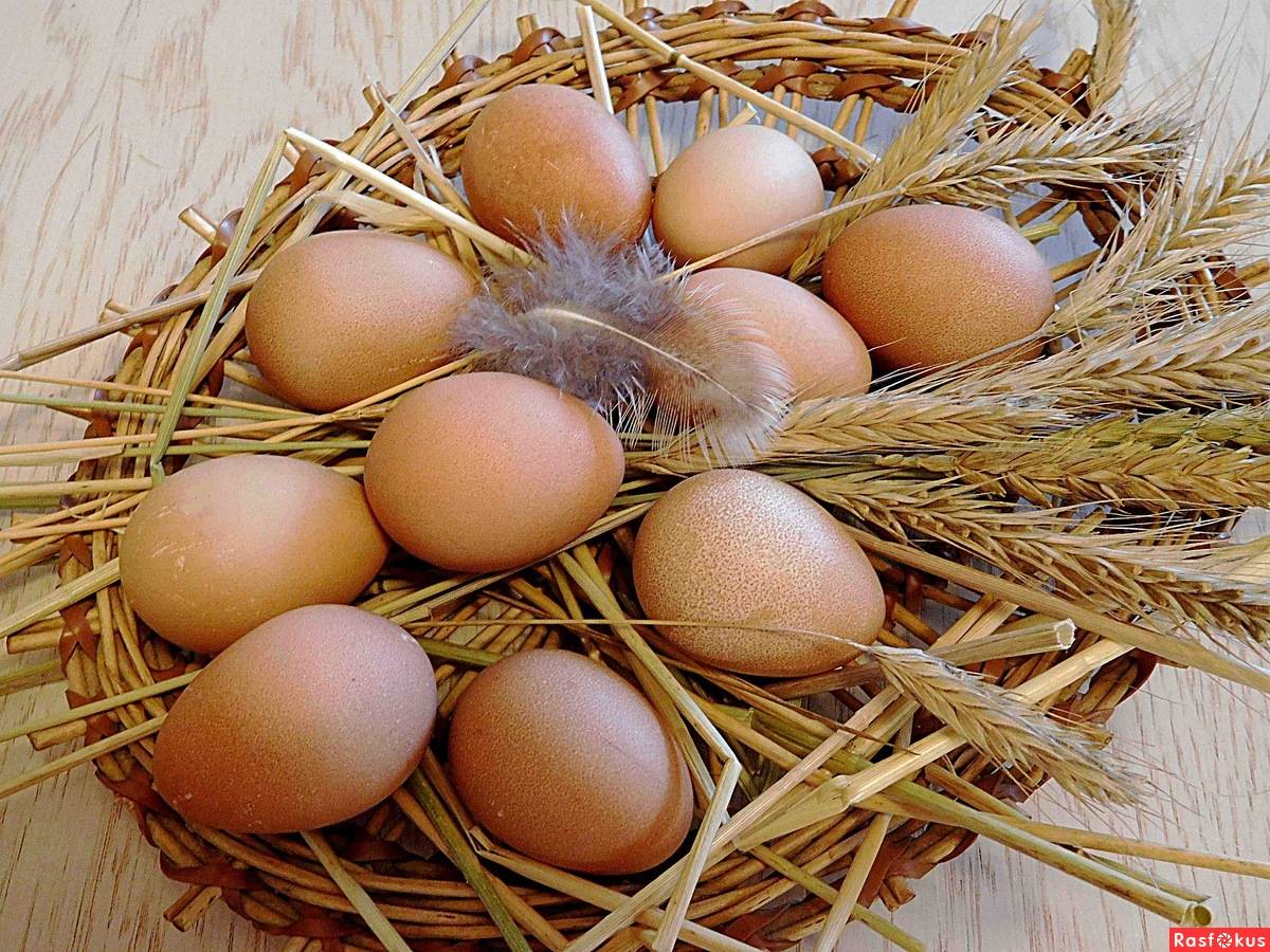 Яйца цесарок: влияние на человека, отличие от куриных