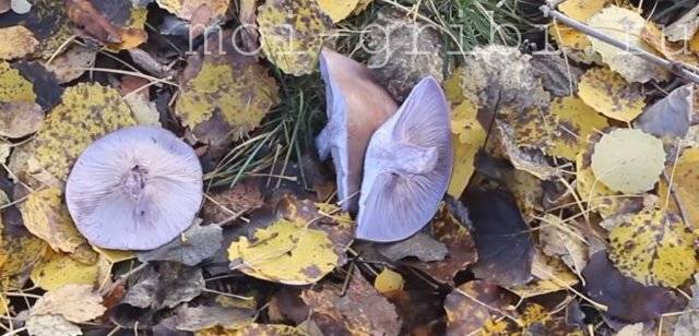 Съедобные грибы рядовки, фото всех видов