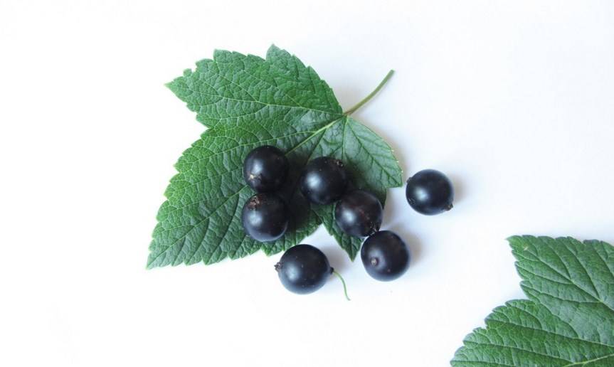 Листья черной смородины в народной медицине, лечебные свойства и противопоказания
