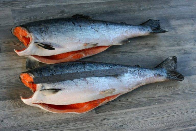 Рыба кижуч: польза и вред, пошаговые рецепты вкусных блюд