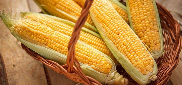 Польза и вред вареной кукурузы. калорийность и состав