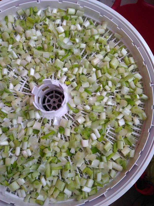 Как правильно сохранить зеленый лук на зиму: правила и способы заготовки
