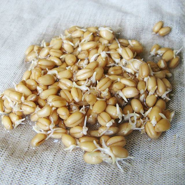 Польза и вред пророщенной пшеницы, как прорастить