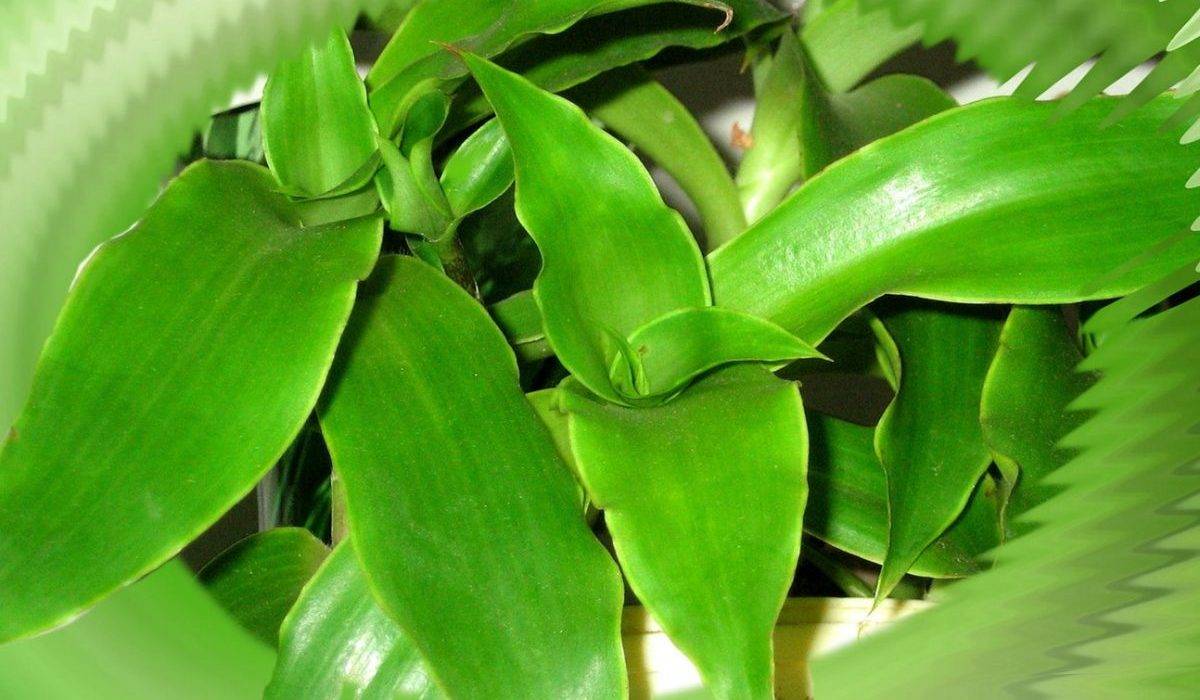 Лечебные свойства и противопоказания растения золотой ус