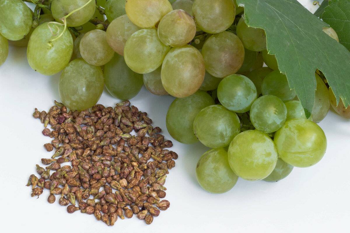 Польза и вред винограда для организма