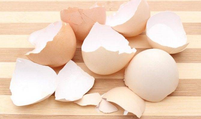 Как давать детям скорлупу яиц?