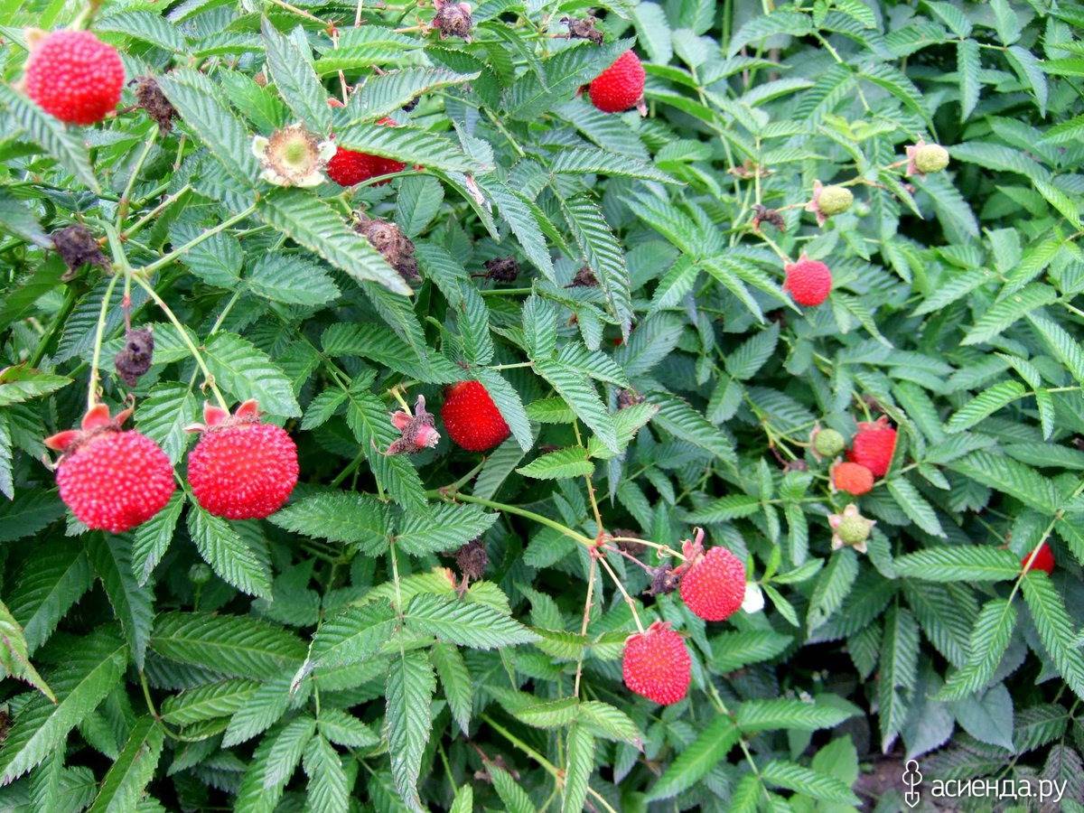 Княженика обыкновенная: описание растения, особенности посадки и ухода, полезные свойства ягоды