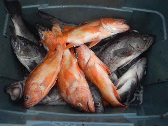 Морской окунь – польза и вред нежирной рыбы