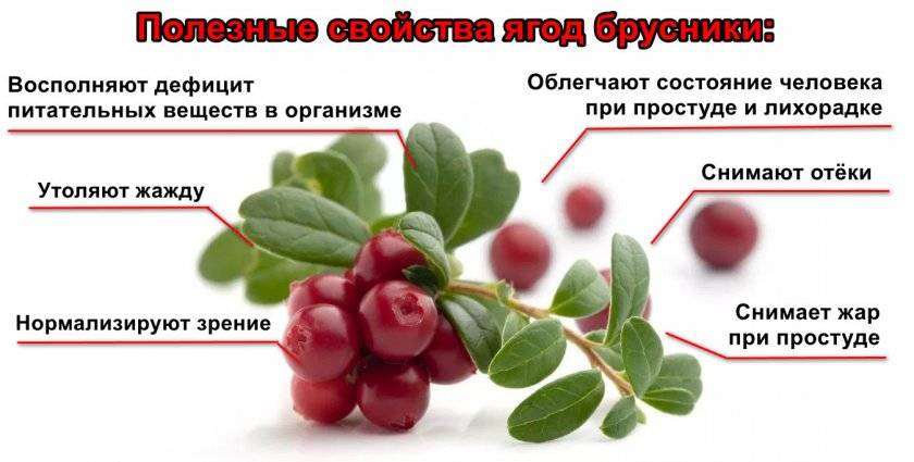 Брусника: полезные свойства и противопоказания ягоды