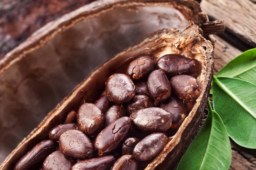 Какао бобы польза и вред