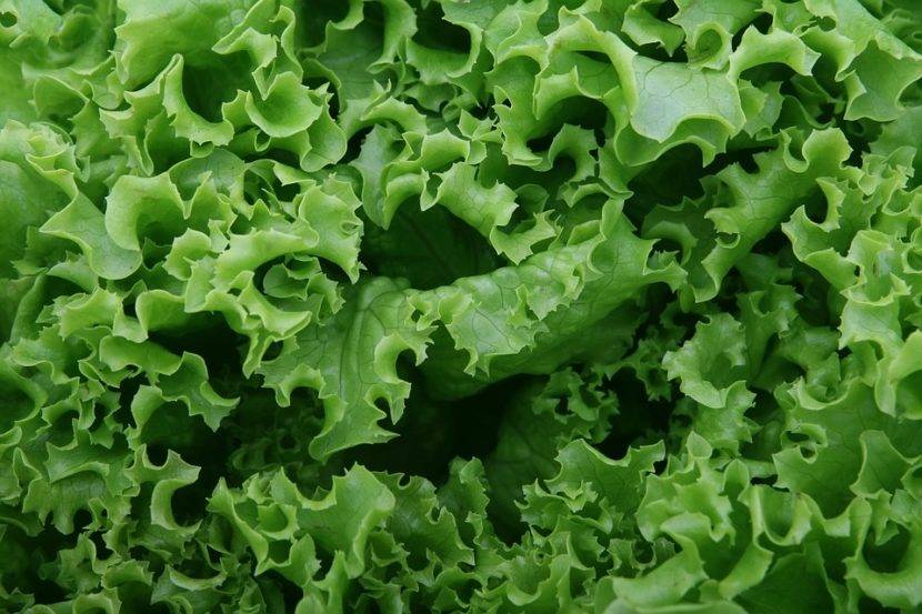 Салат латук: польза и вред, лечебные свойства и народные рецепты