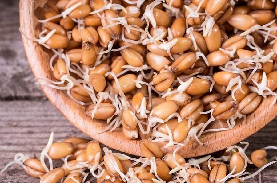 Ростки пшеницы. польза и вред, как прорастить и принимать пророщенные, зеленые, в народной медицине