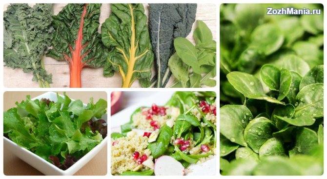 Листовой салат: польза и вред для организма человека