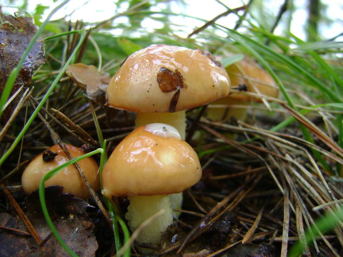 Описание маслят: внешний вид, как их приготовить, польза и вред этих грибов