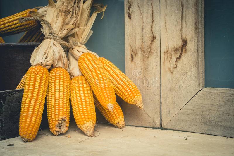 Как можно сохранить на зиму кукурузу в початках, правила и выбор места