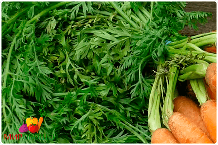 Морковная ботва – полезные свойства и противопоказания