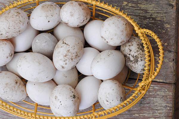 Утиные яйца польза и вред как готовить