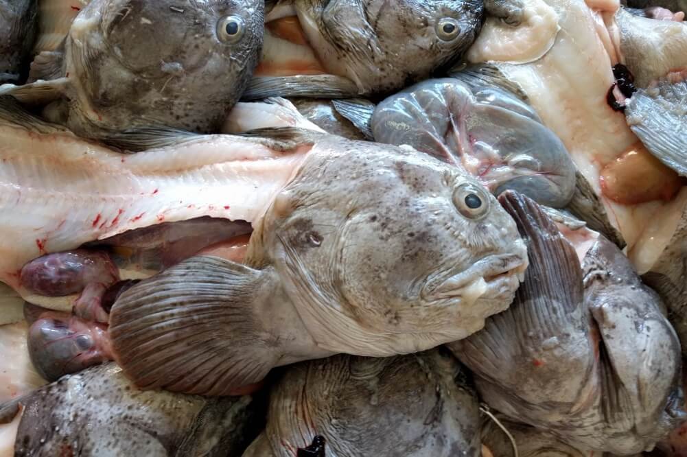 Польза и вред зубатки, полезные свойства устрашающей рыбки