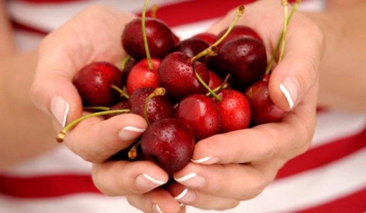 Польза и вред вишни для здоровья человека