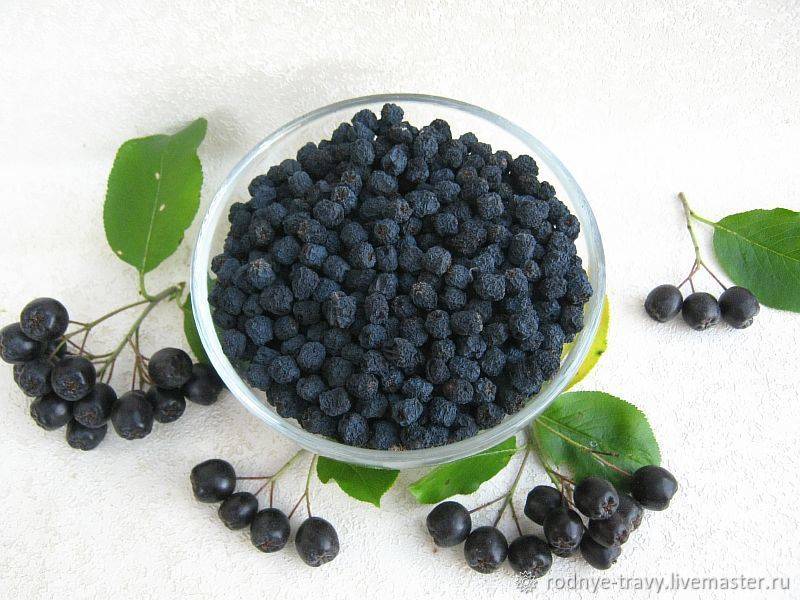 Черноплодная рябина — когда собирать полезную ягоду. как сушить черноплодную рябину в домашних условиях