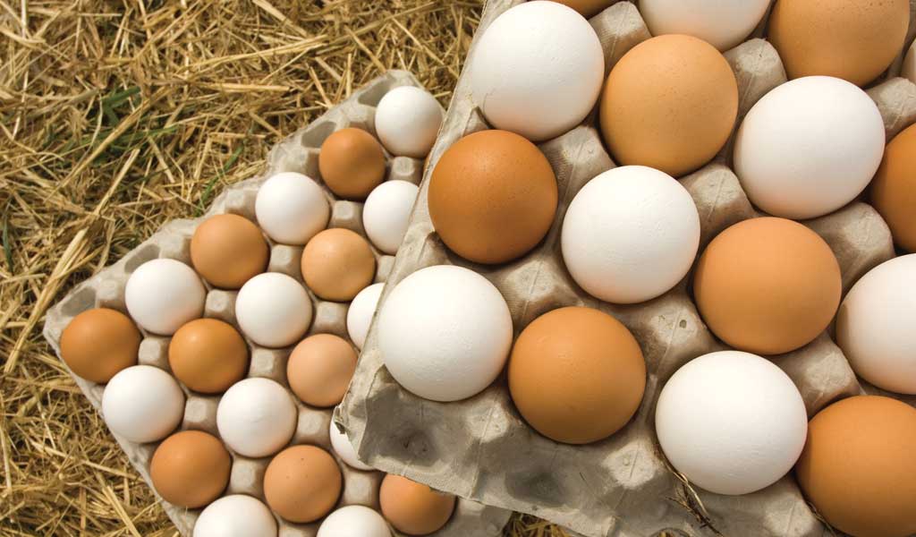 Почему одни куриные яйца коричневые, а другие белые? описание, фото и видео