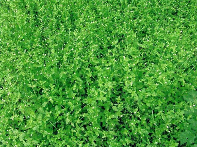 Трава мокрица: лечебные свойства, противопоказания, от чего помогает растение, фото
