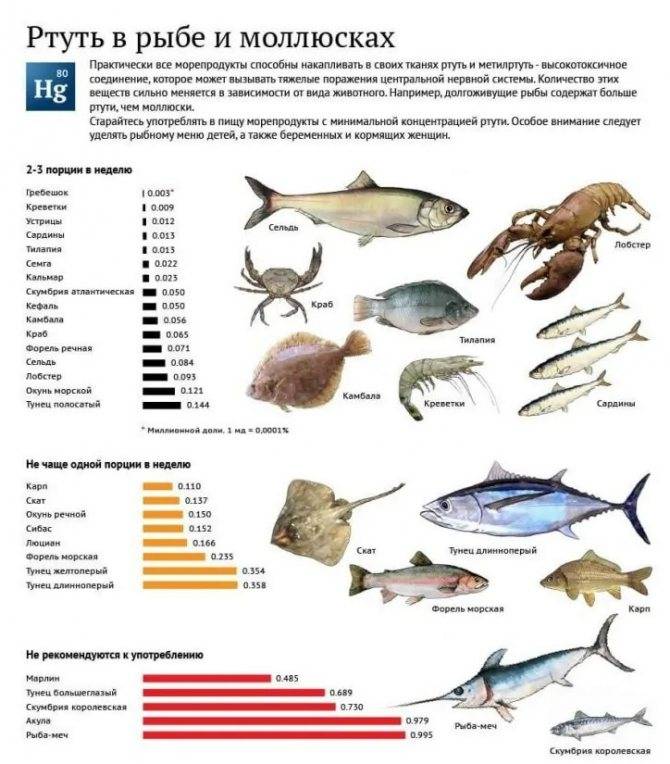 Какая рыба самая полезная для человека?