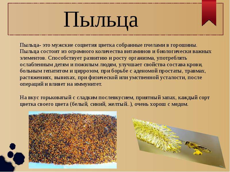 Пчелиная пыльца (перга) – что это за продукт и его преимущества