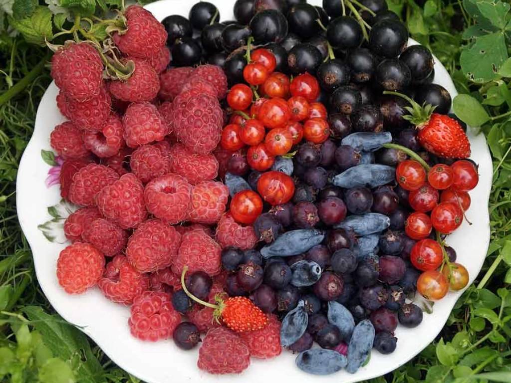 Топ-5 самых полезных ягод: летний сезон на пороге