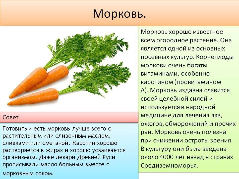 Класс растения морковь. Чем полезна морковь. Чем полезна морковка. Что полезного в моркови. Для чего полезна морковь.