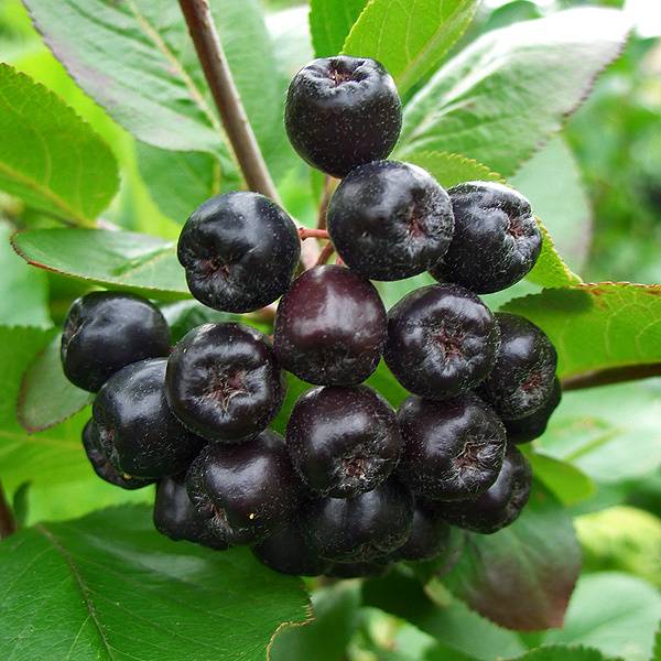 Черноплодная рябина — когда собирать полезную ягоду. как сушить черноплодную рябину в домашних условиях