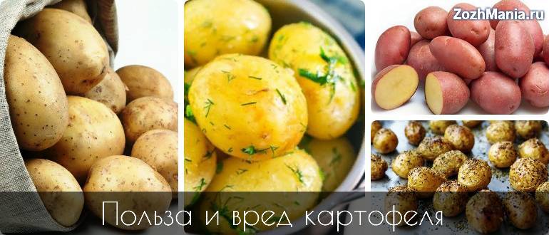 Полезные свойства картошки для здоровья человека