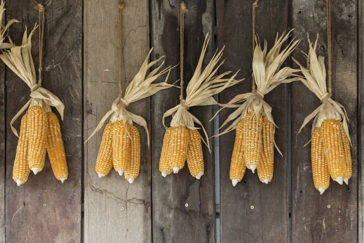 Где и как хранить кукурузу в початках в домашних условиях: оптимальные условия и сроки хранения