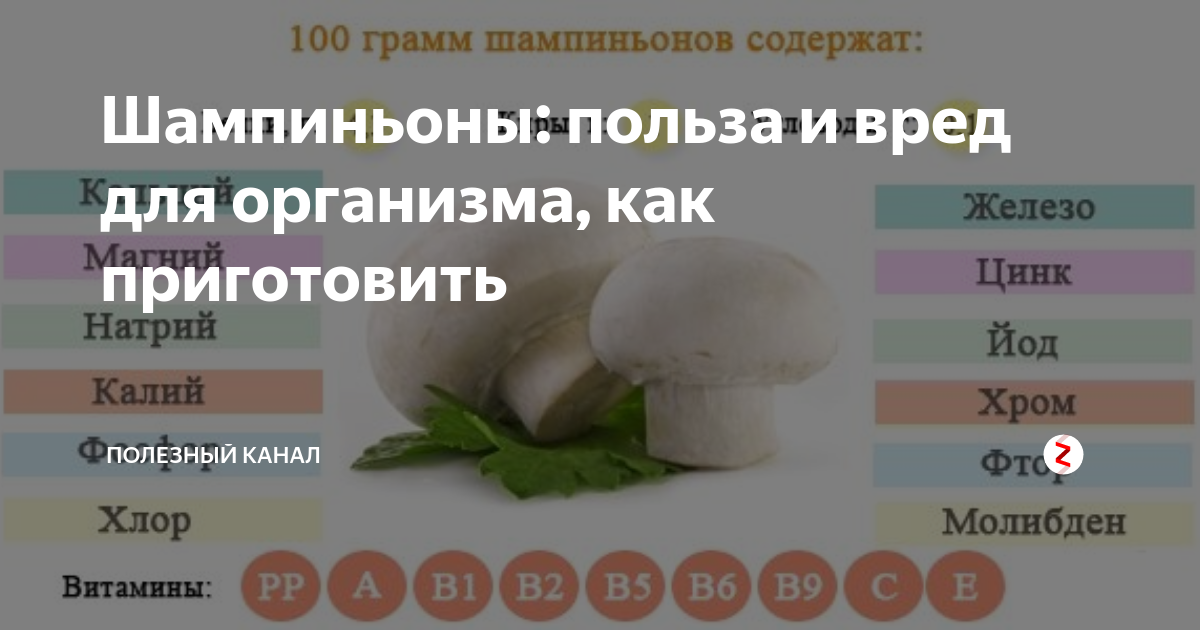 «благородный» белый гриб: обсудим пользу и вред лесного продукта
