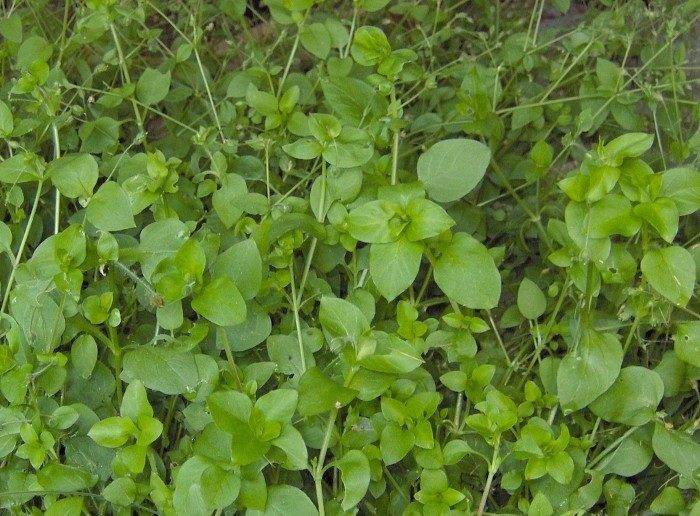 Полезные свойства травы мокрицы, противопоказания и народные рецепты