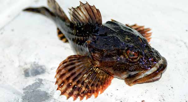 Рыба саворин — польза и вред