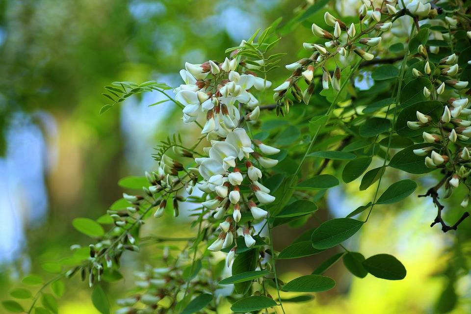 Состав, лечебные свойства и применение белой акации. чем целебны цветки и другие части растения?
