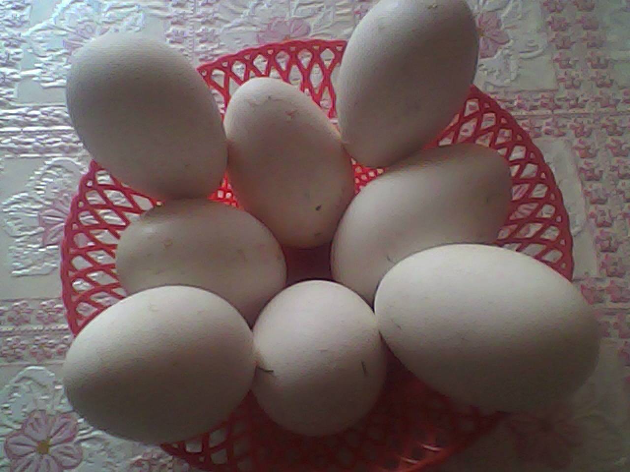 Индюшиные яйца: их польза и вред. можно ли их есть?