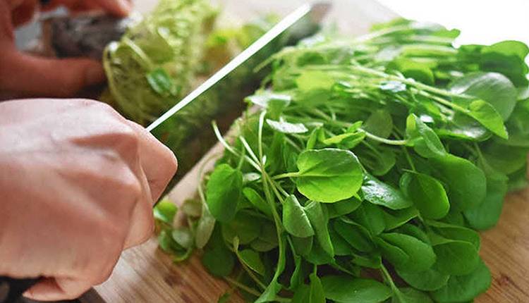 Кресс салат — что это такое и с чем его едят
