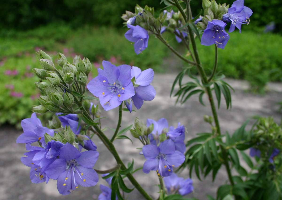 Трава синюха голубая — лечебные свойства и противопоказания